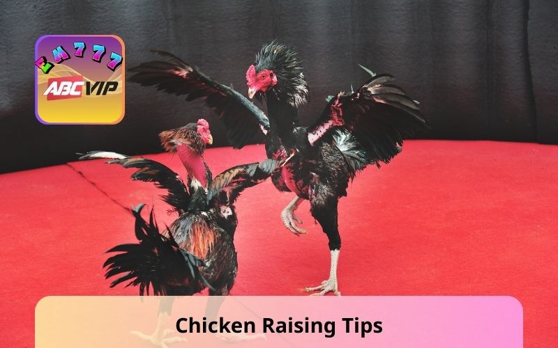 Chicken Raising Tips - 04 Secrets To Healthy Cock Care
