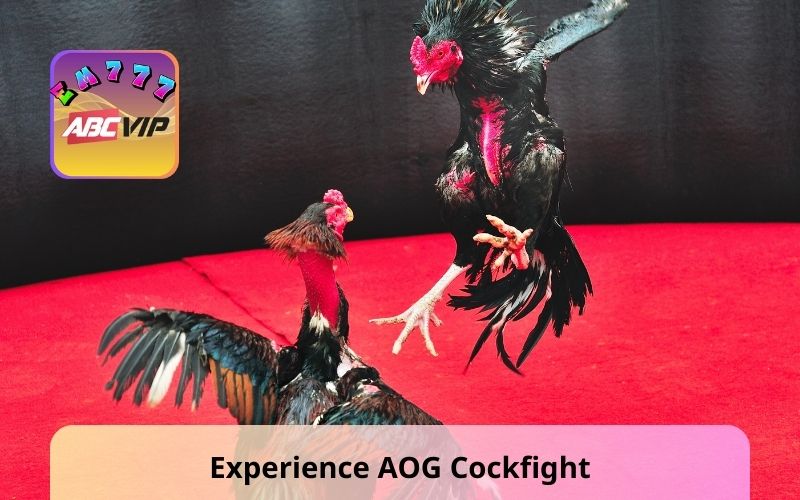 Experience AOG Cockfight - Most Trusted Betting Lobby 2025